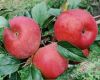 Hanfu apples