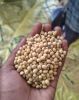 Non-GMO Soybean 