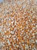 Yellow Corn