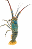pearl lobster