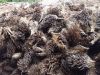 Agro wastes