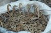 Dried Sea Horse Export...