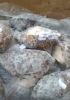 Frozen Cymbium 