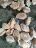Frozen Cymbium 