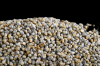 Pearl millet