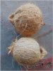 Mature Coconut from In...