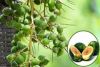 Areca Nuts
