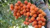 Areca Nuts