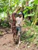 Fresh Beneng Taro