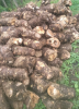 Fresh Beneng Taro