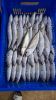 Frozen Jack Mackerel &...