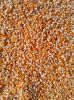 Butterfly Corn Kernels
