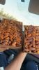 deglet noor dates