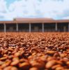Cocoa Beans