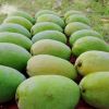 FRESH MANGOES