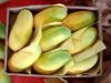 FRESH MANGOES