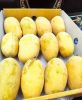FRESH MANGOES
