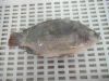 Frozen Tilapia