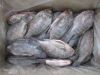 Frozen Tilapia