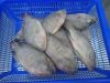 Frozen Tilapia