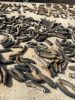Premium Sea Cucumber