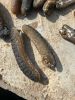Premium Sea Cucumber