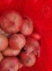 onion red or onion yellow