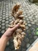 fresh ginger