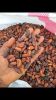 Cocoa Beans