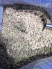 Arabica Coffee Beans