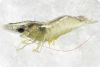Frozen Shrimp