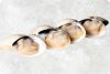 Frozen Clams