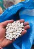 White kidney beans