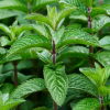 Peppermint Leaves (Dried)