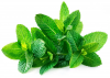 Peppermint Leaves (Dried)