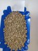 Arabica coffee beans