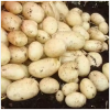 Potato (Lady Rosetta /...
