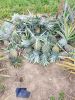 Fresh Pineapples