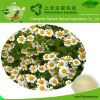 Factory supply Apigenin; Chamomile extract; skin care