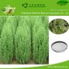 98%-99% Artemisinin of Artemisia annua extract; plant extract