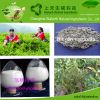Factory supply Dihydromyricetin,Vine tea extract,Liver protect