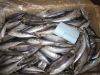 2011 NEW MACKEREL