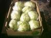 Salsabeel Lettuce ( Ic...