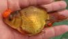 Goldfish Pompon