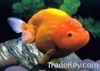 Ranchu Goldfish