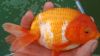 Ranchu Goldfish