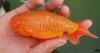 Ranchu Goldfish