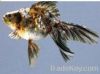  Fantail Goldfish