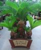 Sell Cycas-Ficus-Palm-...