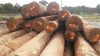 Greenheart Piles for M...